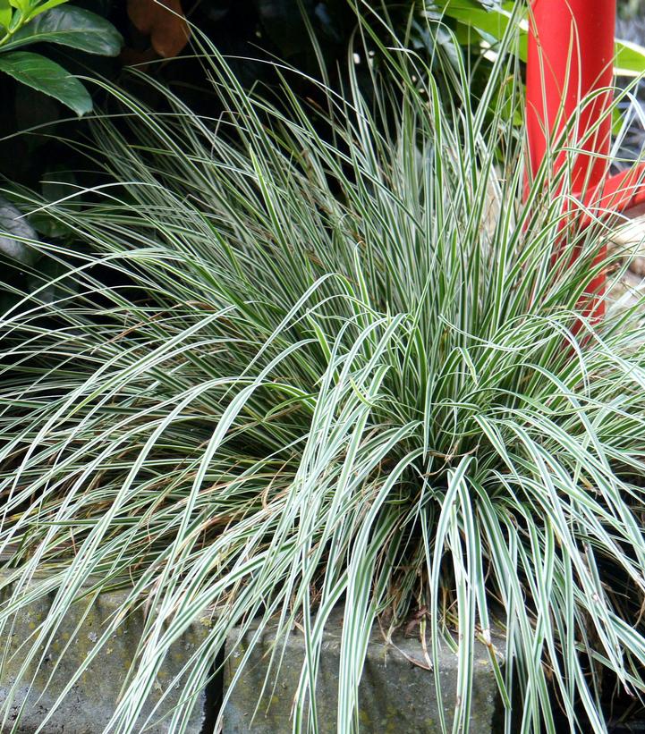 Carex oshimensis EverColor® Everest