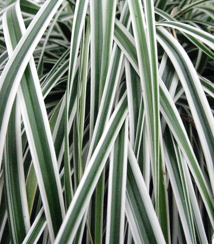 Carex oshimensis EverColor® Everest