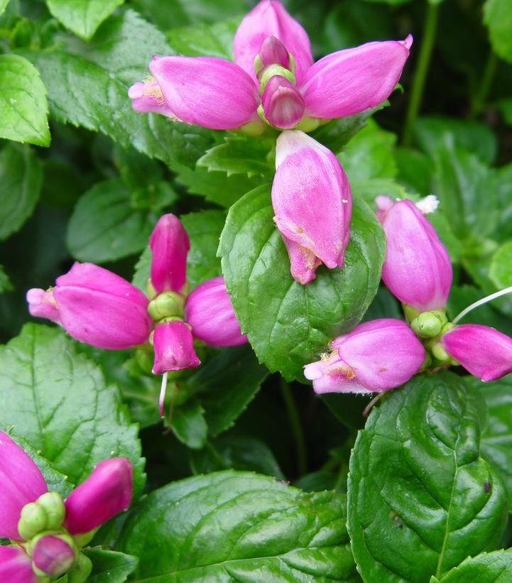 Chelone lyonii 'Hot Lips'