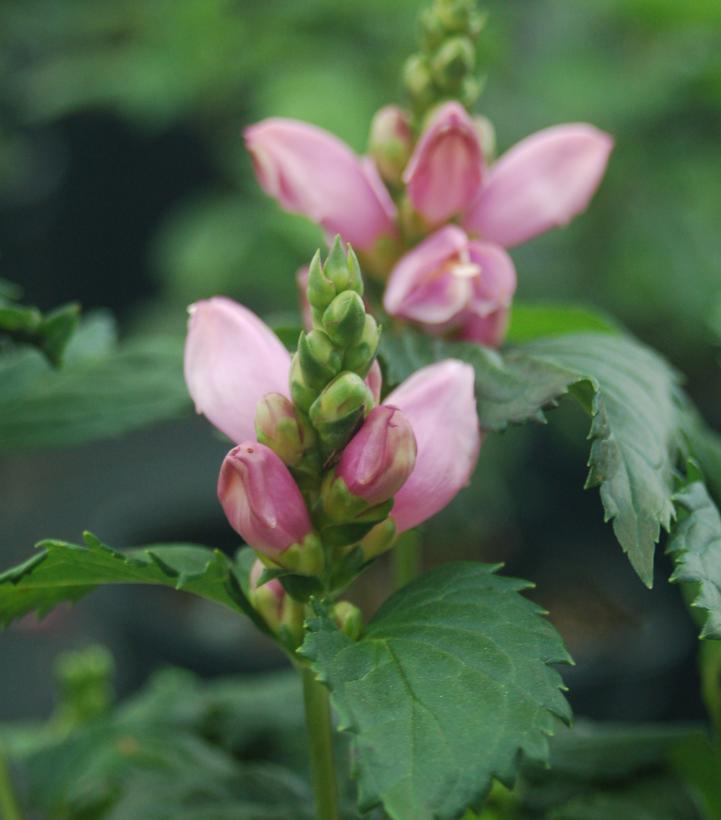 Chelone lyonii 'Hot Lips'