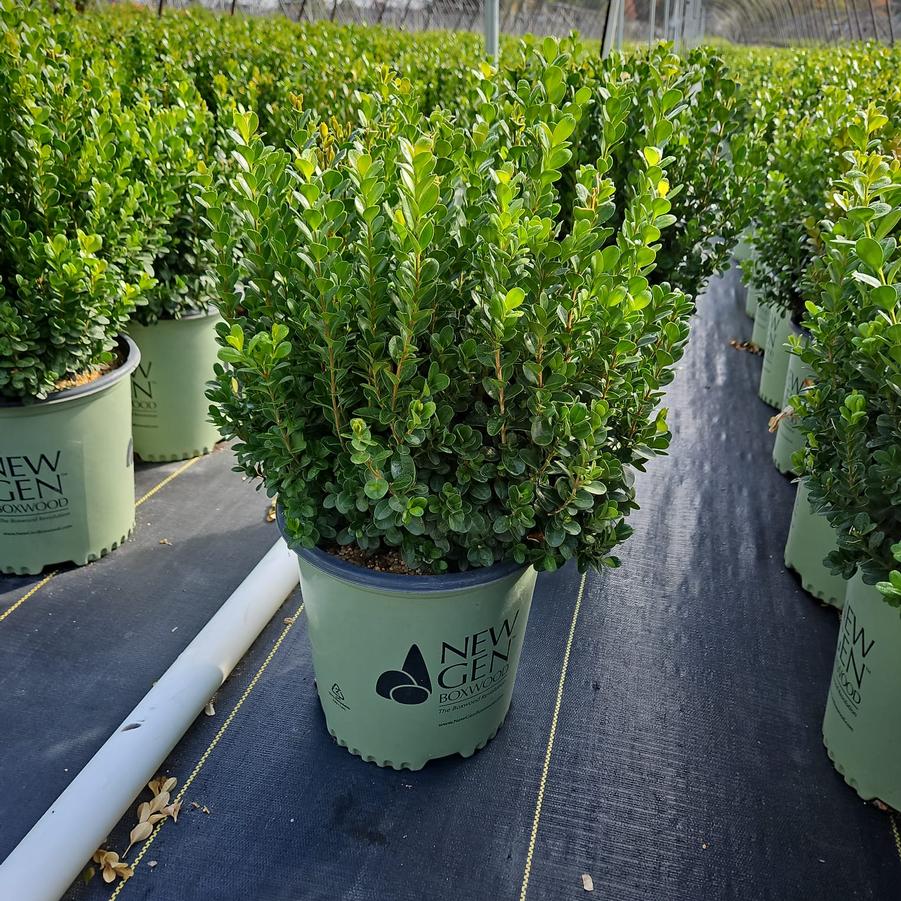 Buxus NewGen Freedom®