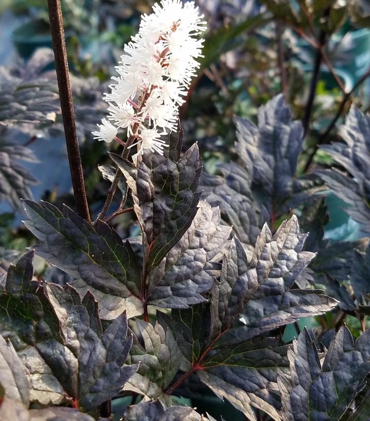 Actaea 'Hillside Black Beauty'