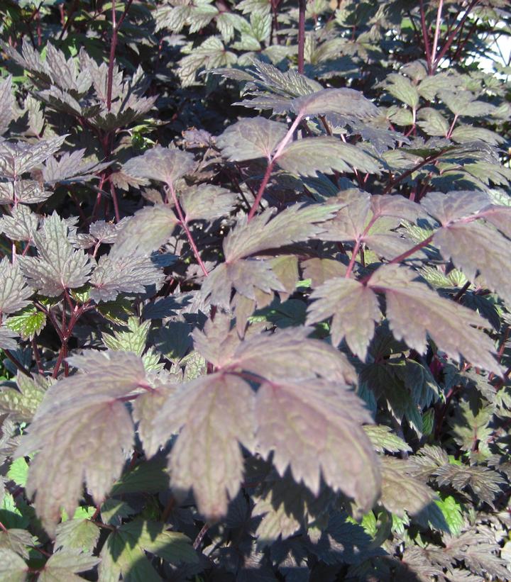 Actaea racemosa 'Brunette'