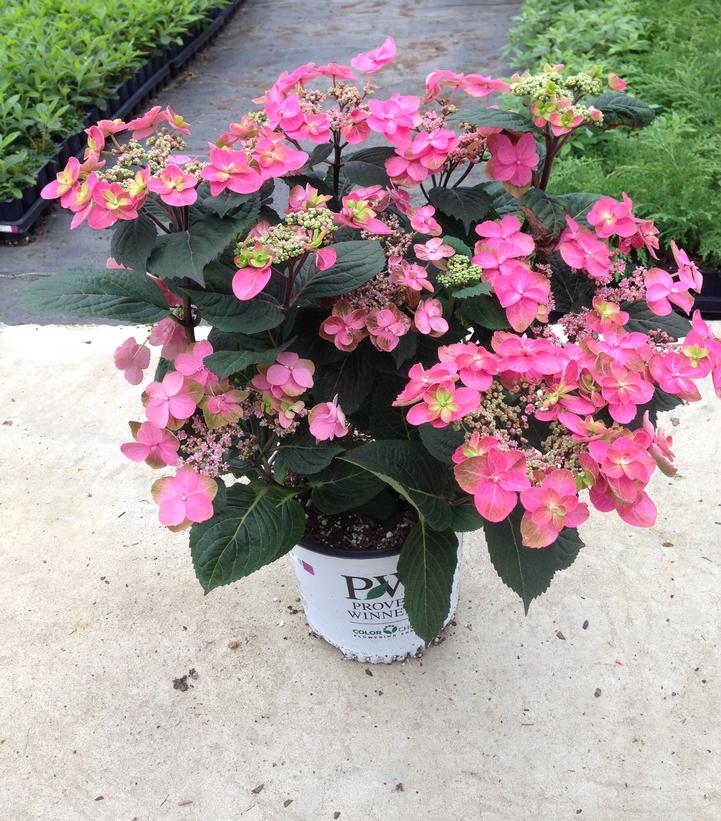 Hydrangea serrata Tuff Stuff™ Red