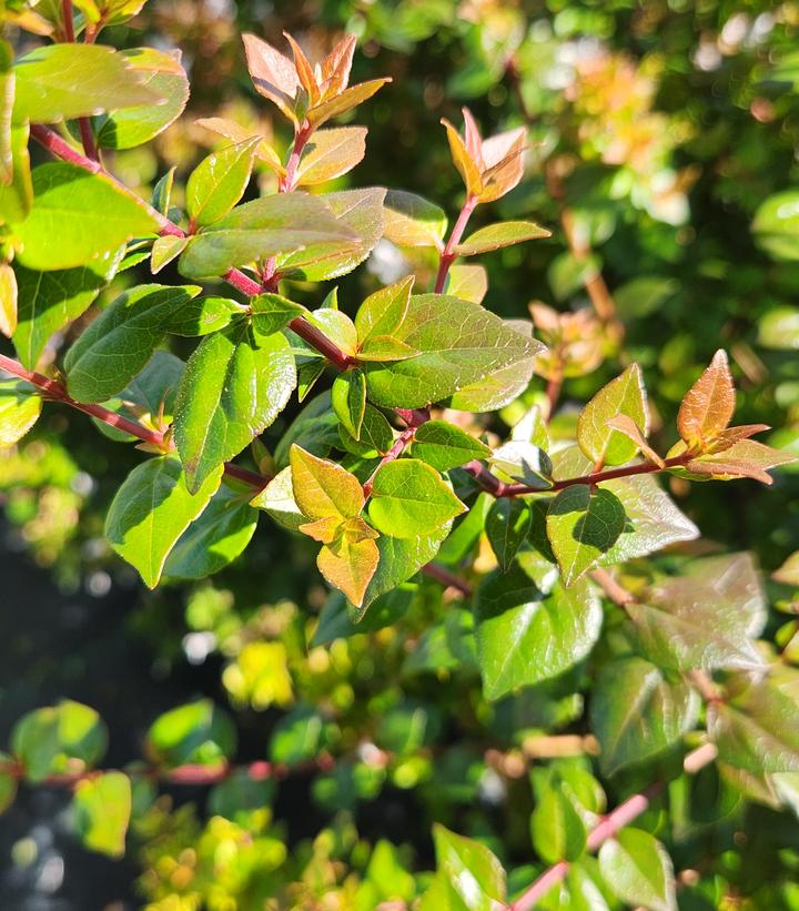 Abelia x grandiflora 'Rose Creek'