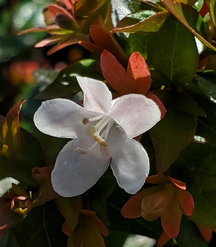 Abelia x grandiflora 'Rose Creek'