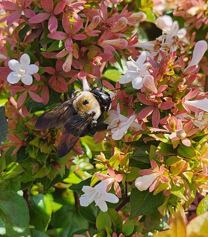 Abelia x grandiflora 'Rose Creek'