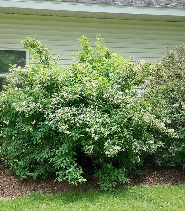 Abelia mosanensis Sweet Emotion®