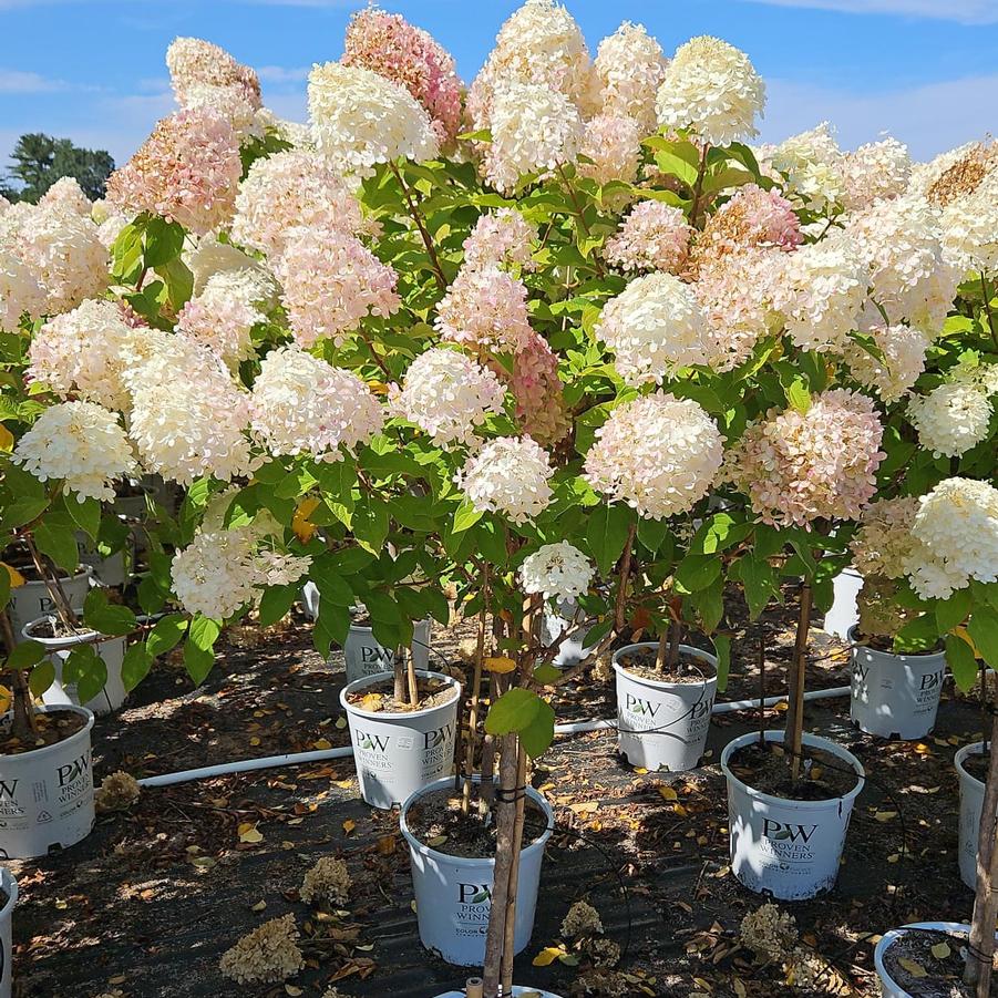 Hydrangea pan. 'Limelight'