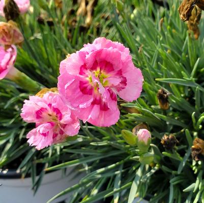 Dianthus hybrid Fruit Punch® Fruit Punch® Sweetie Pie