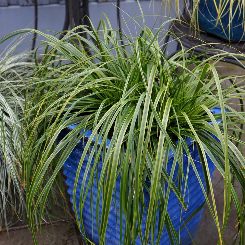 Carex oshimensis EverColor® 'Everlime'