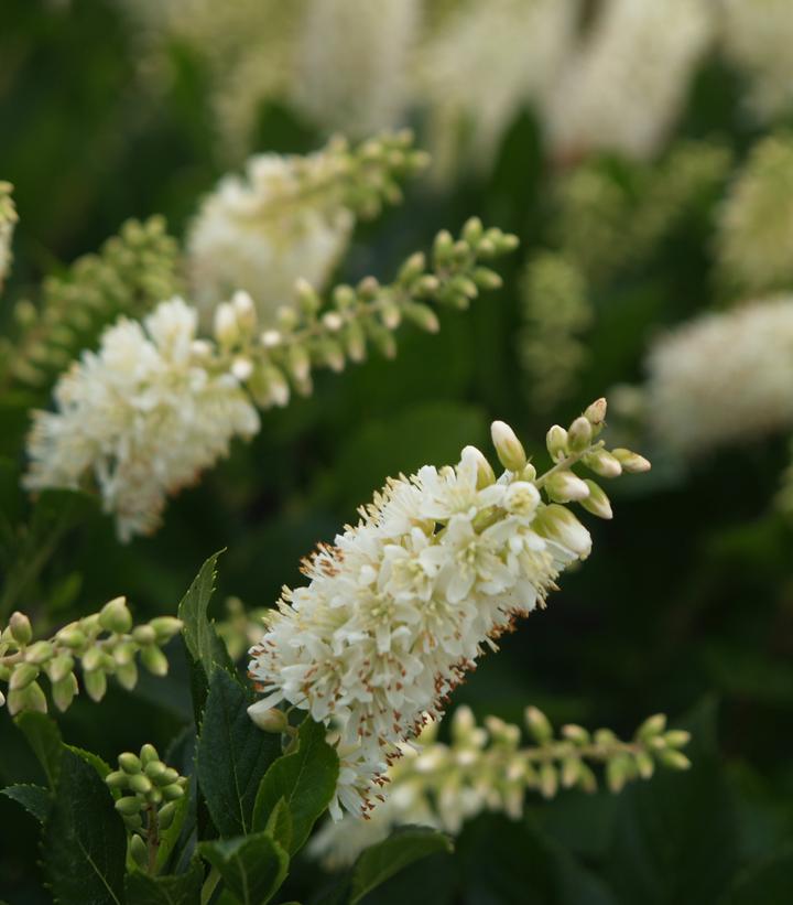 Clethra alnifolia Sugartina® Crystalina