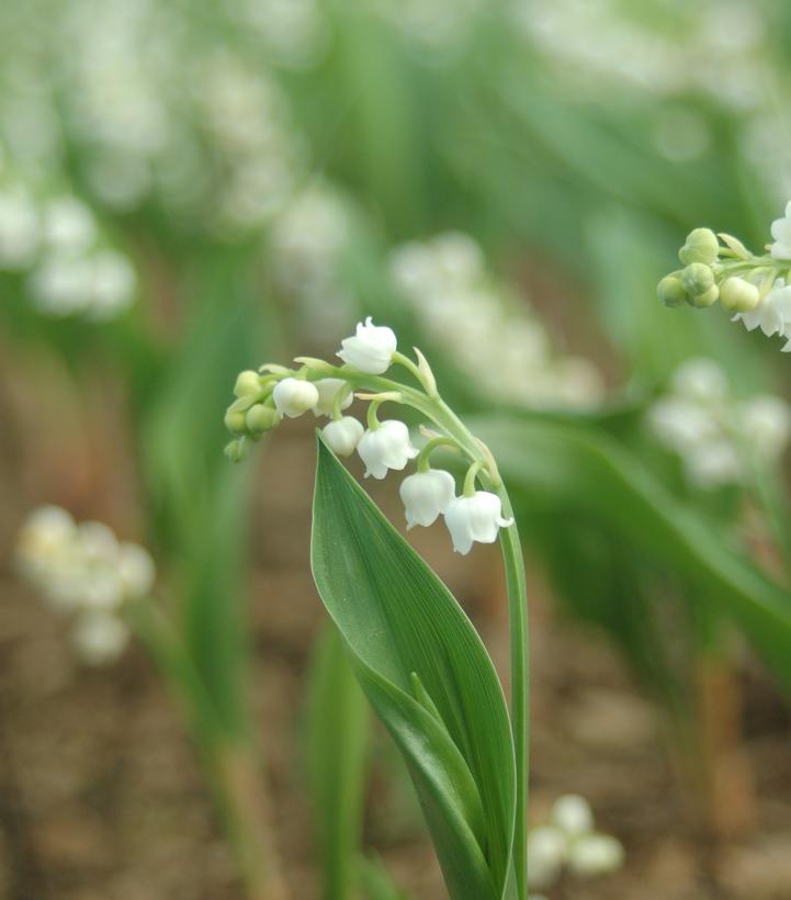 Convallaria majalis 