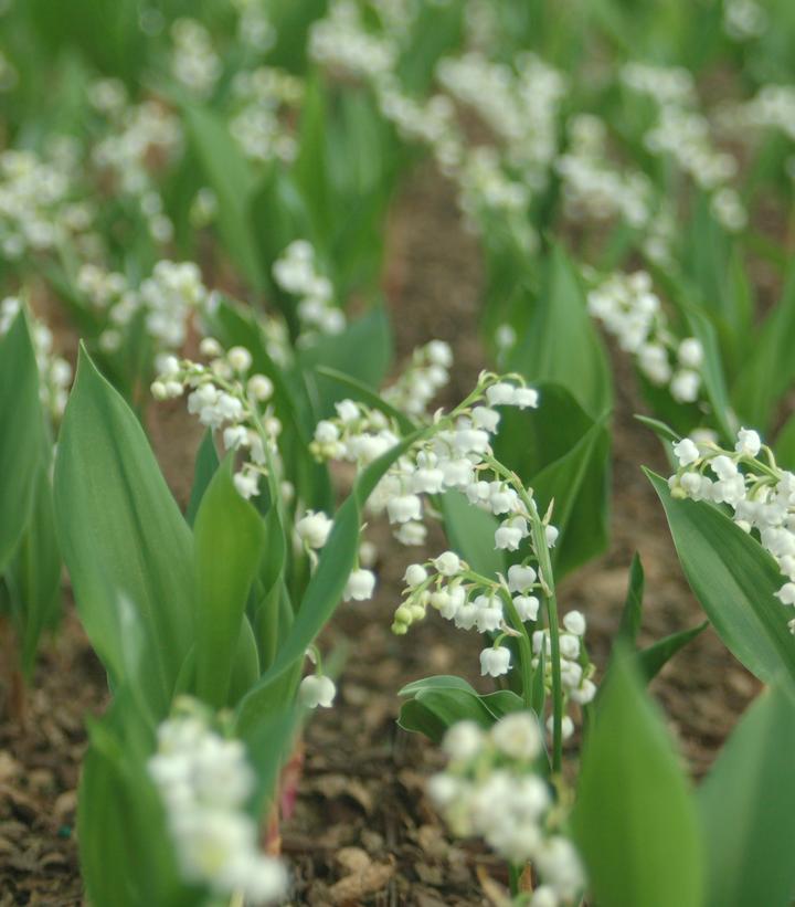 Convallaria majalis 