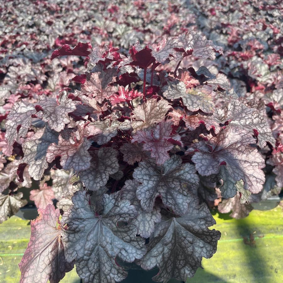 Heuchera 'Plum Pudding'