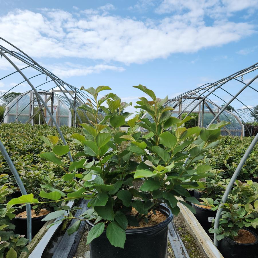 Fothergilla gardenii 