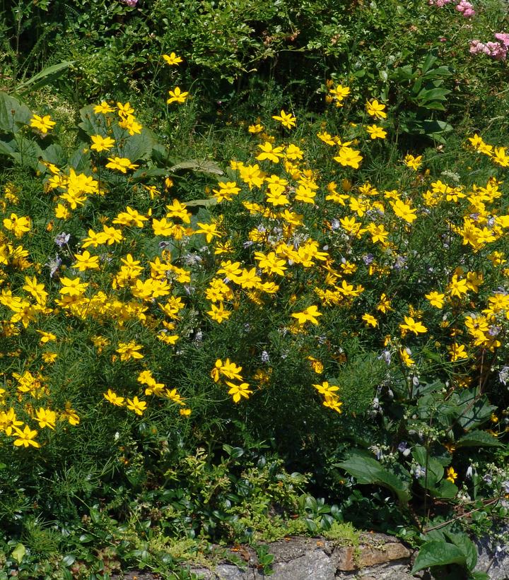 Coreopsis verticillata 