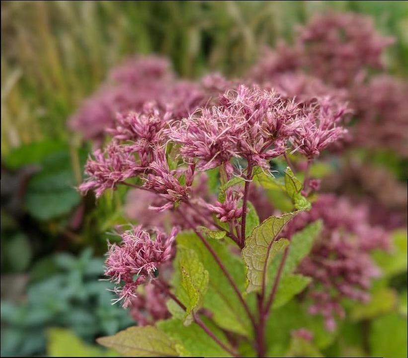 Eupatorium dubium 'Baby Joe'