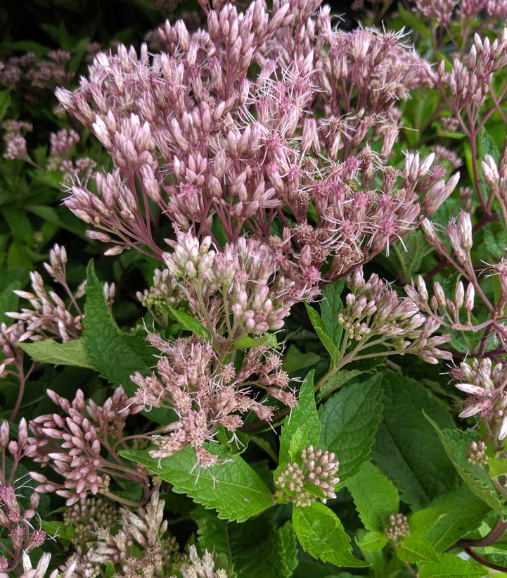 Eupatorium dubium 'Baby Joe'