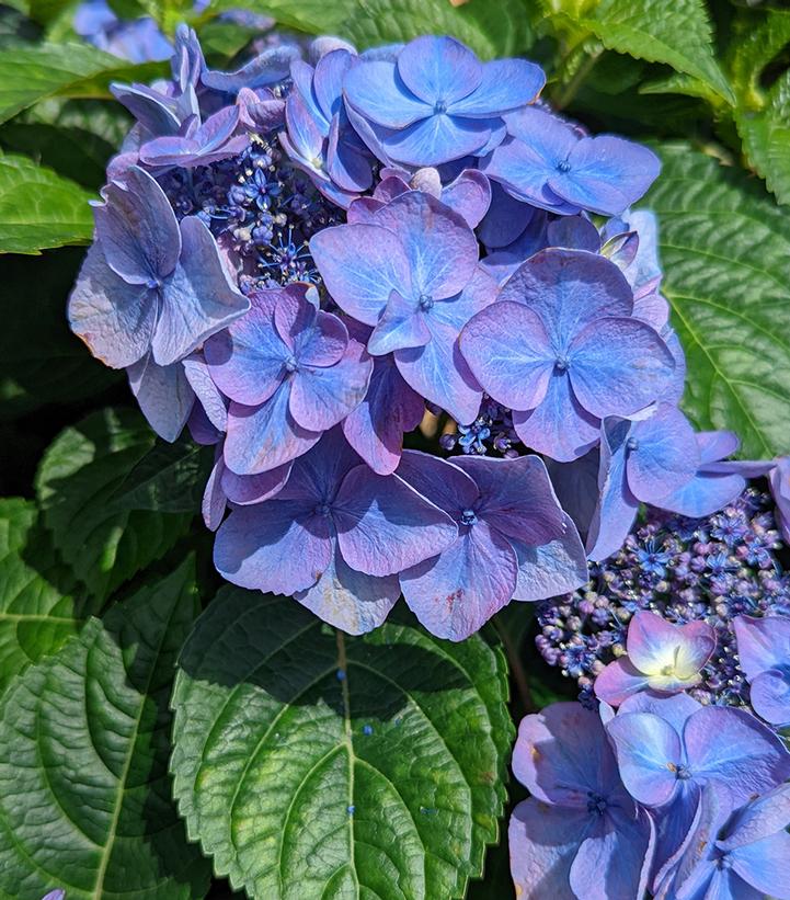 Hydrangea mac. Endless Summer® Pop Star®