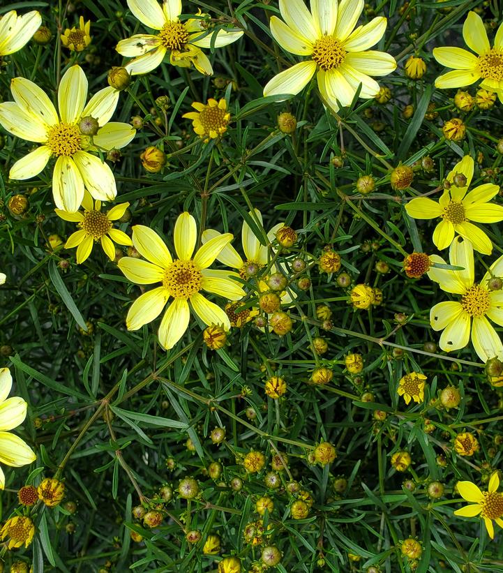 Coreopsis verticillata Moonbeam