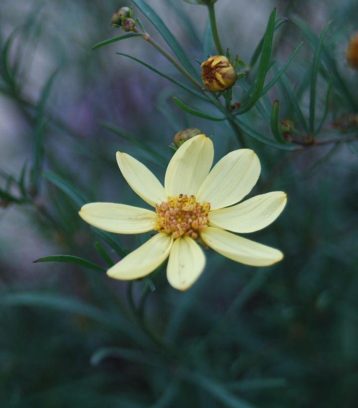 Coreopsis verticillata Moonbeam