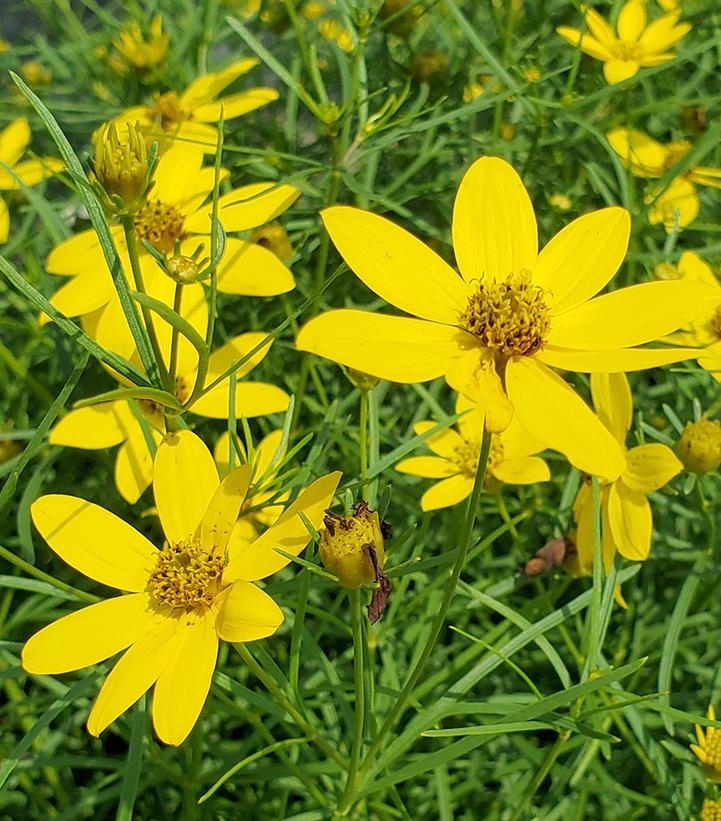 Coreopsis verticillata Zagreb