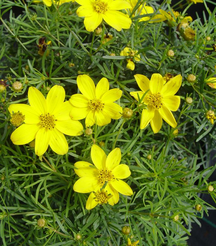 Coreopsis verticillata Zagreb