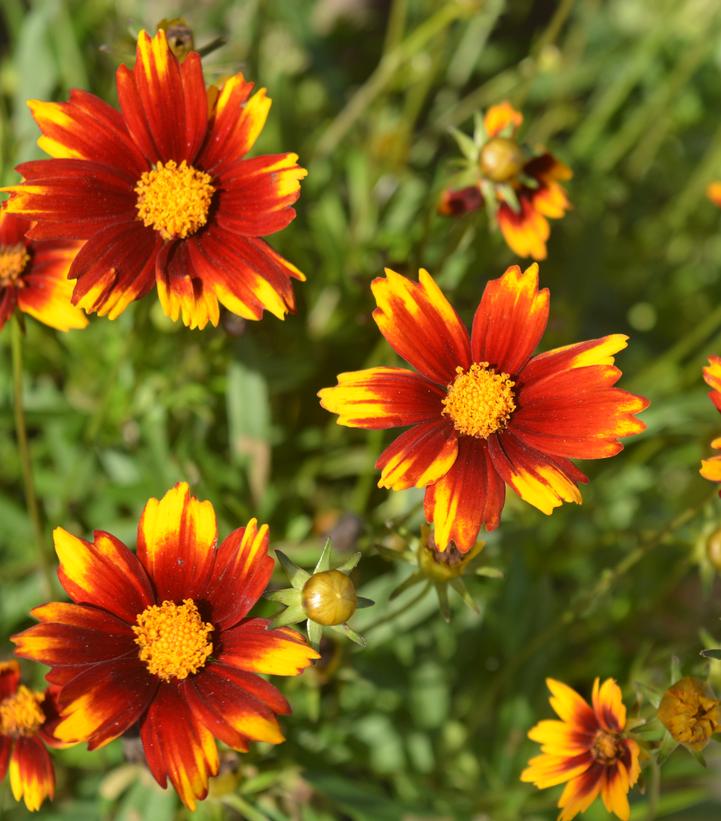 Coreopsis Lil' Bang™ Sun Splash