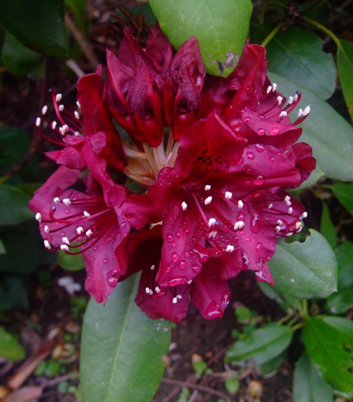 Rhododendron Dark Lord