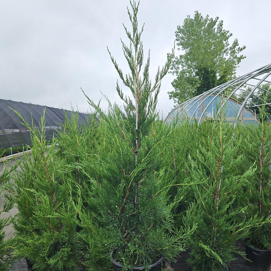 Juniperus c. Hetzii columnaris