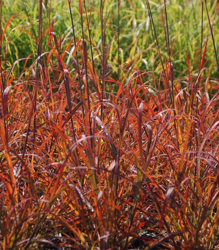 Andropogon gerardii 'Red October'