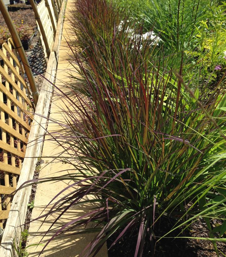 Andropogon gerardii 'Red October'