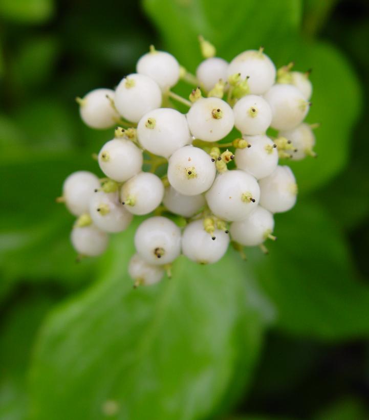 Cornus sericea Flaviramea