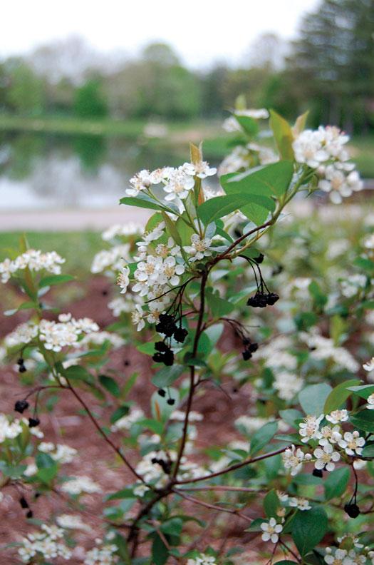 Aronia melanocarpa Iroquois Beauty™