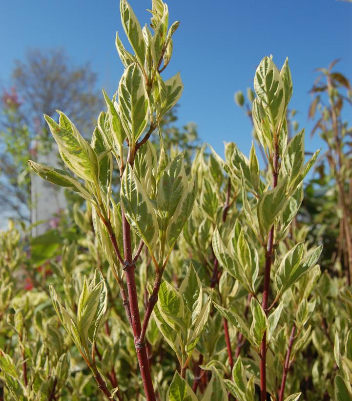 Cornus alba Ivory Halo®