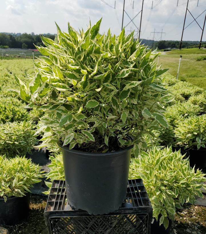 Cornus alba Ivory Halo®