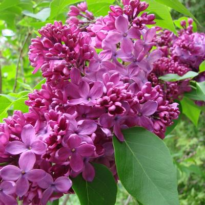 Syringa vulgaris Yankee Doodle