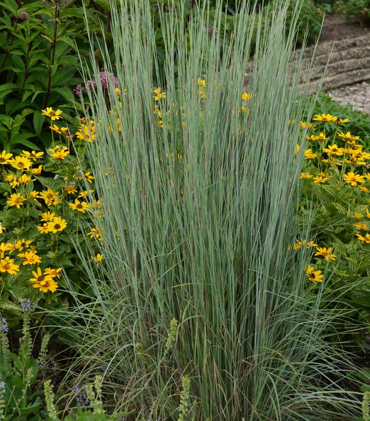 Schizachyrium scoparium Prairie Winds® 'Blue Paradise'