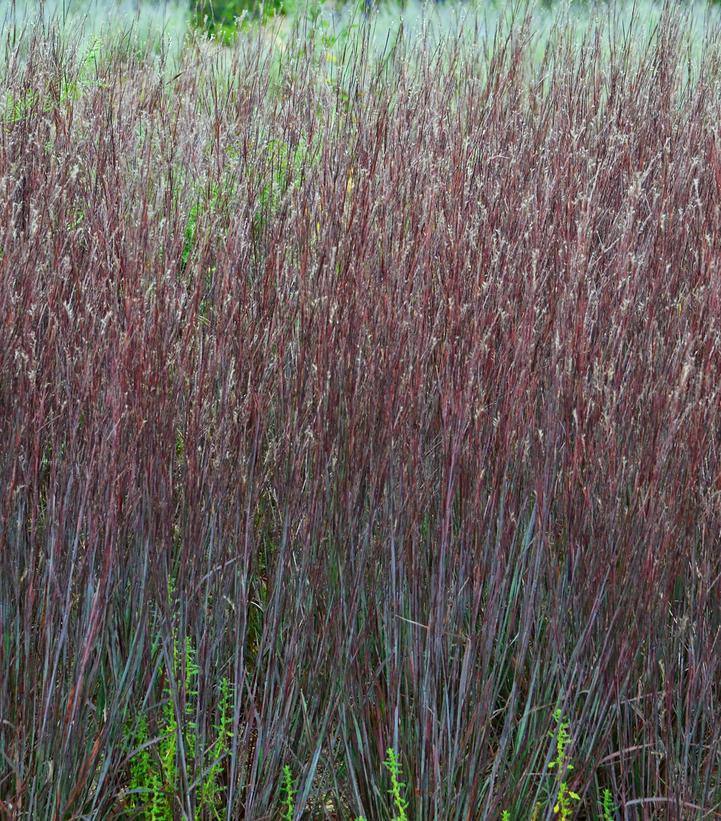 Schizachyrium scoparium Prairie Winds® 'Blue Paradise'