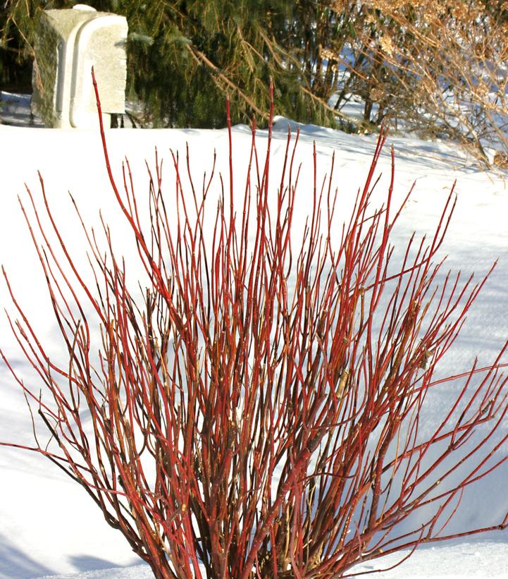 Cornus stolonifera Arctic Fire®