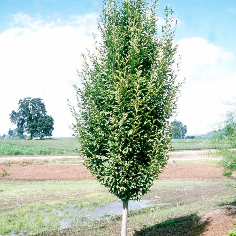 Carpinus betulus Fastigiata