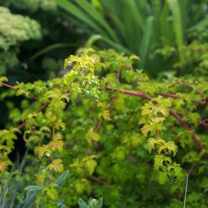 Stephanandra incisa Crispa