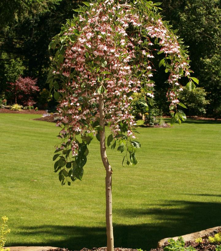 Styrax jap. Marley's Pink Parasol®