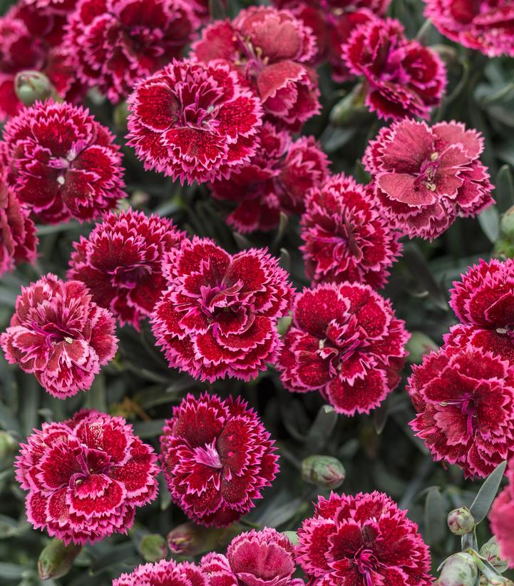 Dianthus hybrid Fruit Punch® 'Black Cherry Frost'