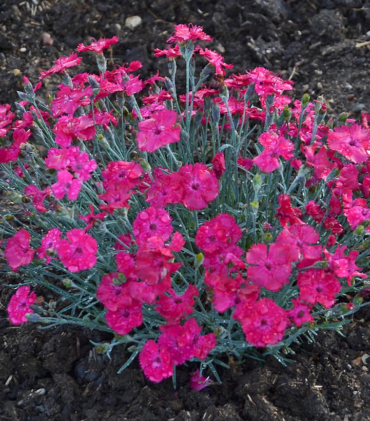 Dianthus hybrid Paint the Town Magenta