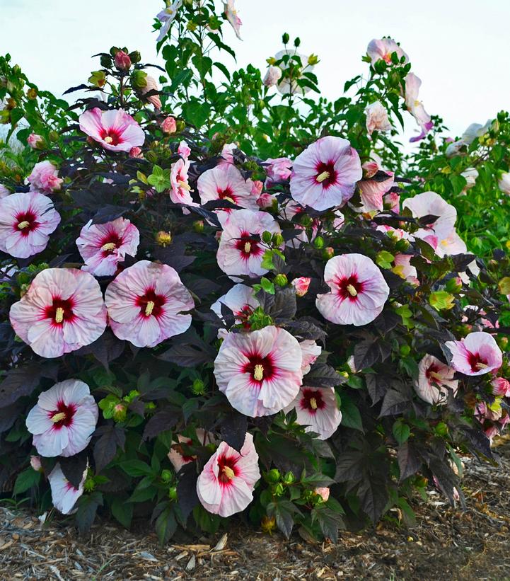 Hibiscus hybrid Summerific® Summerific® Perfect Storm