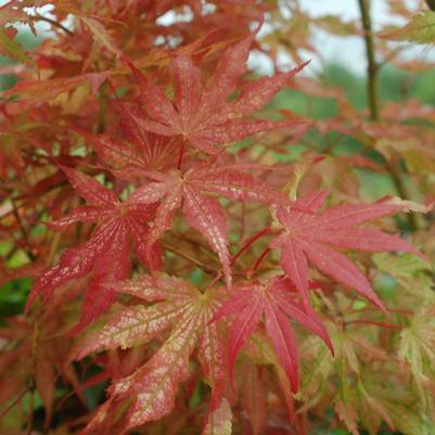 Acer palmatum Peaches & Cream