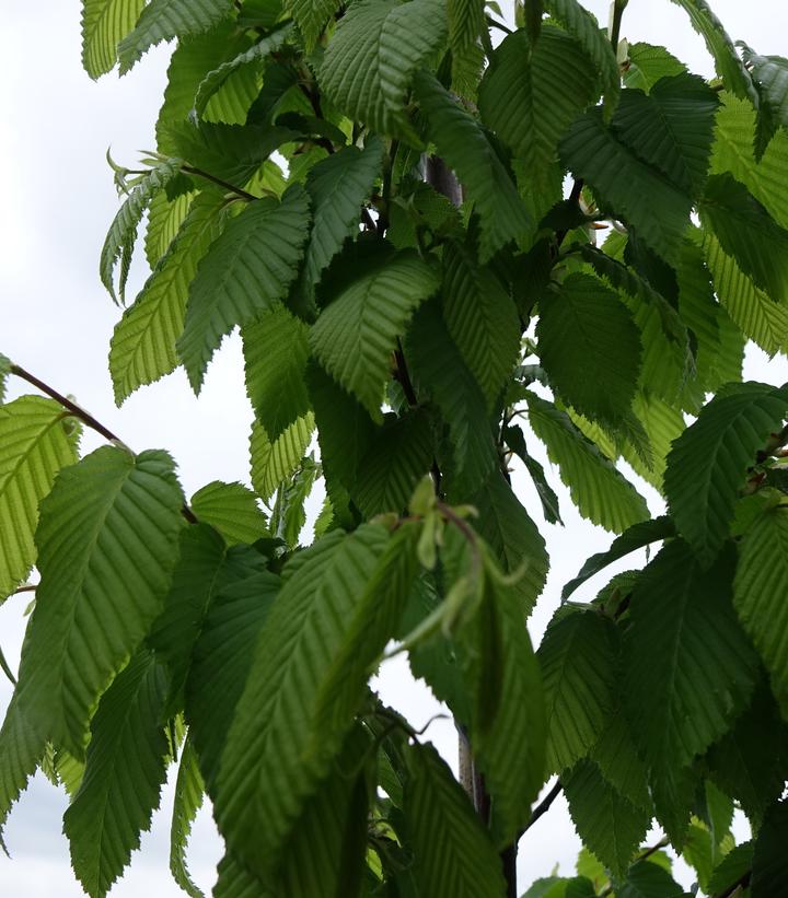 Carpinus betulus 'Frans Fontaine'