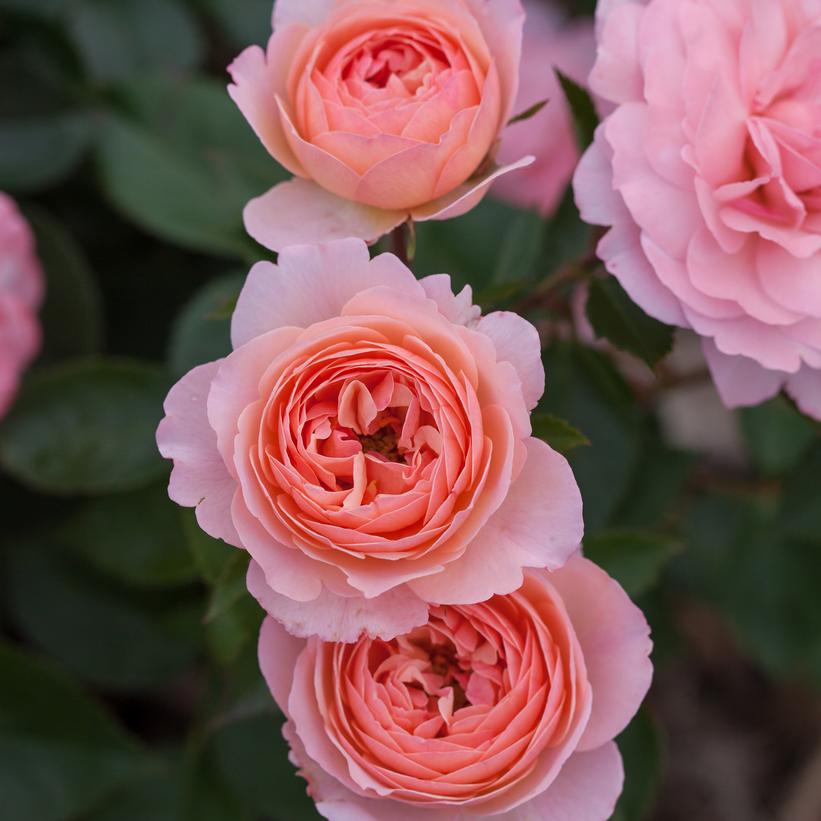 Rosa Easy Elegance® Calypso